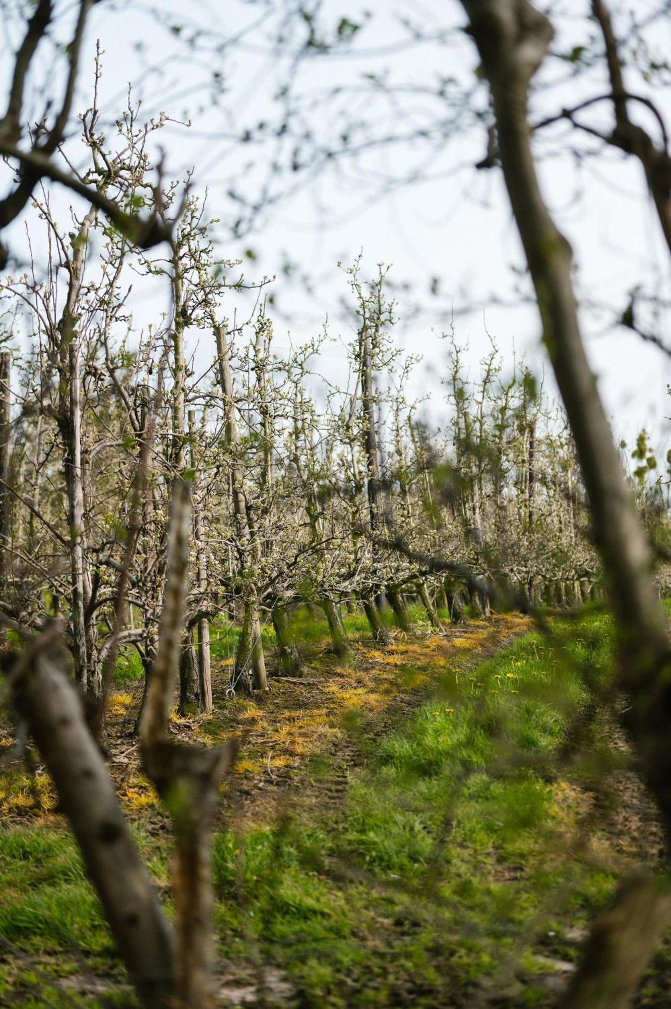 Hoeve De Reetjens - La Porcherie Bilzen Eksteriør bilde